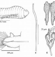 Afbeeldingsresultaten voor "parophryotrocha Isochaeta". Grootte: 181 x 185. Bron: www.researchgate.net