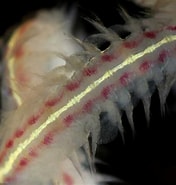 Afbeeldingsresultaten voor Phyllodoce rosea. Grootte: 176 x 185. Bron: www.aphotomarine.com