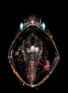 Afbeeldingsresultaten voor Notoscopelus kroyeri Species. Grootte: 136 x 185. Bron: descna.com