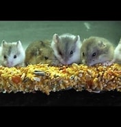 Image result for Hamster Familie. Size: 177 x 185. Source: www.youtube.com