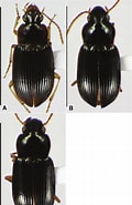 Image result for Solenofilomorphidae. Size: 120 x 185. Source: www.researchgate.net