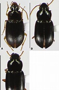 Afbeeldingsresultaten voor Solenofilomorphidae. Grootte: 123 x 185. Bron: www.researchgate.net