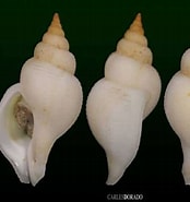 Afbeeldingsresultaten voor "Neptunea Contraria". Grootte: 174 x 185. Bron: allspira.com