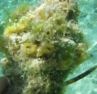 Image result for "biemna Caribea". Size: 191 x 185. Source: spongeguide.uncw.edu
