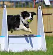 Image result for World Dansk Fritid Husdyr Hunde Aktiviteter Flyball. Size: 177 x 185. Source: www.edogs.de