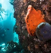 Image result for Trachycladus Spinispirulifer Geslacht. Size: 176 x 185. Source: www.justscuba.co.za