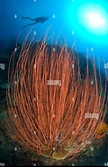 Afbeeldingsresultaten voor Ctenocella. Grootte: 120 x 185. Bron: www.alamy.com