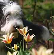 Image result for World Dansk Fritid Husdyr Hunde racer Hyrde- og Kvæghunde Bearded Collie. Size: 182 x 181. Source: muy.dk