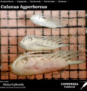 Image result for "caesaromysis Hispida". Size: 177 x 185. Source: www.st.nmfs.noaa.gov