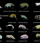 Image result for Ampithoidae. Size: 171 x 185. Source: www.slideshare.net