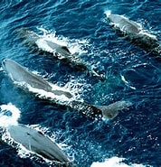 Cetacean Communication എന്നതിനുള്ള ഇമേജ് ഫലം. വലിപ്പം: 178 x 185. ഉറവിടം: www.youtube.com
