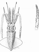 Risultato immagine per "abraliopsis Pfefferi". Dimensioni: 140 x 185. Fonte: www.researchgate.net