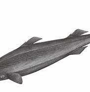 Image result for "scymnodon Squamulosus". Size: 182 x 177. Source: oceantag.nmmba.gov.tw