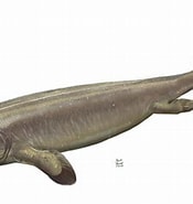 Afbeeldingsresultaten voor Panturichthys. Grootte: 175 x 185. Bron: alchetron.com