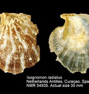 Image result for "isognomon Radiatus". Size: 176 x 185. Source: www.nmr-pics.nl
