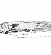 Afbeeldingsresultaten voor Barathronus Parfait Klasse. Grootte: 173 x 185. Bron: fishesofaustralia.net.au
