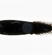 Xenodermichthys に対する画像結果.サイズ: 174 x 185。ソース: fishesofaustralia.net.au