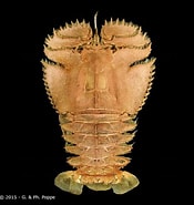 Afbeeldingsresultaten voor Ibacus ciliatus Stam. Grootte: 175 x 185. Bron: www.crustaceology.com