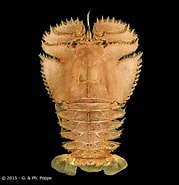 Image result for Ibacus ciliatus Dieet. Size: 179 x 185. Source: www.crustaceology.com