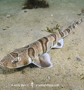 Afbeeldingsresultaten voor "halaelurus Natalensis". Grootte: 172 x 185. Bron: www.sharksandrays.com