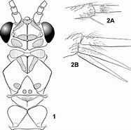 Afbeeldingsresultaten voor "halistemma Cupulifera". Grootte: 187 x 185. Bron: www.researchgate.net