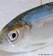 Bildresultat för "sardinella Maderensis". Storlek: 175 x 185. Källa: fishbiosystem.ru