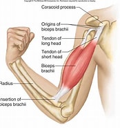 Image result for "chirimía Bíceps". Size: 174 x 185. Source: www.hong.com.br