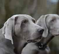 Image result for Dansk Weimaraner Klub. Size: 202 x 185. Source: www.weimaraner-klub-ev.de