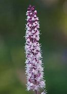 Image result for "actaea Calculosa". Size: 131 x 185. Source: www.bethchatto.co.uk