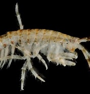 Afbeeldingsresultaten voor Gammarus mucronatus. Grootte: 177 x 185. Bron: www.flickr.com