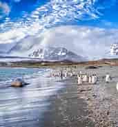 Falklandsøerne klima-साठीचा प्रतिमा निकाल. आकार: 171 x 185. स्रोत: www.worldofcruising.co.uk