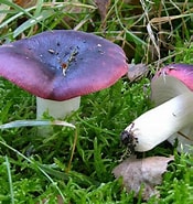 Image result for Russula Familie. Size: 175 x 185. Source: gribi.net.ua
