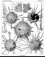 Afbeeldingsresultaten voor "castanidium Haeckeri". Grootte: 146 x 185. Bron: www.alamy.com