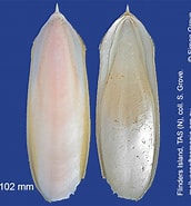 Afbeeldingsresultaten voor Sepia novaehollandiae. Grootte: 172 x 185. Bron: molluscsoftasmania.org.au