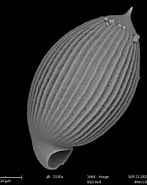Afbeeldingsresultaten voor Phaeodaria Wikipedia. Grootte: 147 x 185. Bron: plankton.mio.osupytheas.fr