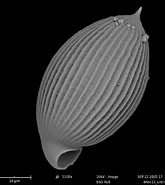 Afbeeldingsresultaten voor "lorella Bullata". Grootte: 165 x 185. Bron: plankton.mio.osupytheas.fr