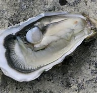 Afbeeldingsresultaten voor oesters Sterven er Door. Grootte: 192 x 185. Bron: dezeester.be
