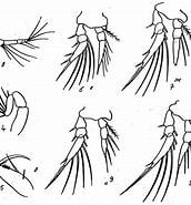 Image result for "oncaea Atlantica". Size: 172 x 185. Source: copepodes.obs-banyuls.fr