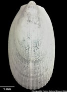 Afbeeldingsresultaten voor "limatula Subauriculata". Grootte: 135 x 185. Bron: naturalhistory.museumwales.ac.uk