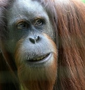 mida de Resultat d'imatges per a I Primati Esistono ancora.: 174 x 185. Font: www.focus.it