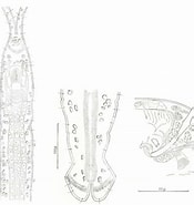 Afbeeldingsresultaten voor Protodriloides chaetifer Rijk. Grootte: 175 x 185. Bron: www.researchgate.net