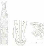 Image result for Protodriloides chaetifer Geslacht. Size: 179 x 185. Source: www.researchgate.net