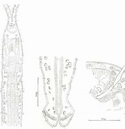 Afbeeldingsresultaten voor Protodriloides chaetifer Klasse. Grootte: 180 x 185. Bron: www.researchgate.net