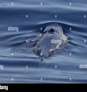 Afbeeldingsresultaten voor Gewone vinvis Alle Oceanen. Grootte: 175 x 185. Bron: www.alamy.com
