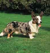 Image result for World Dansk Fritid Husdyr Hunde Racer Hyrde- Og Kvæghunde Welsh Corgi Cardigan. Size: 176 x 185. Source: www.britannica.com