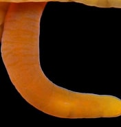 Afbeeldingsresultaten voor "cephalothrix Arenaria". Grootte: 176 x 185. Bron: www.aphotomarine.com