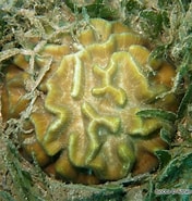Afbeeldingsresultaten voor Manicina areolata Dieet. Grootte: 176 x 185. Bron: bioobs.fr