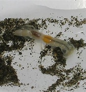 Image result for "callianassa Japonica". Size: 174 x 185. Source: www.aquamuseum.net