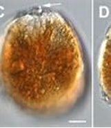 Afbeeldingsresultaten voor "ostreopsis Lenticularis". Grootte: 161 x 82. Bron: www.researchgate.net