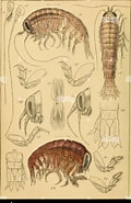 Afbeeldingsresultaten voor "hyperia Medusarum". Grootte: 120 x 185. Bron: www.alamy.com